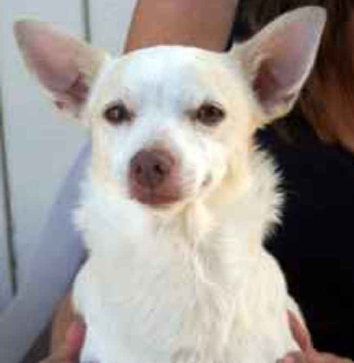 Primo
