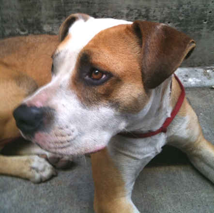 Buddy 2