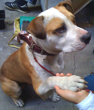 Buddy 2