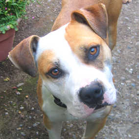 Buddy 2