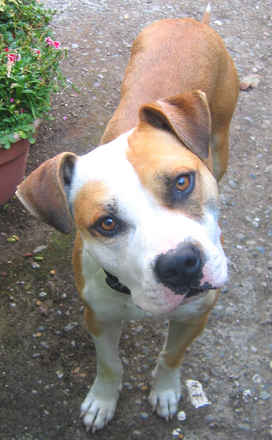 Buddy 2