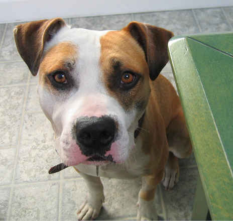 Buddy 2