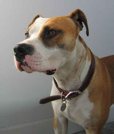 Buddy 2