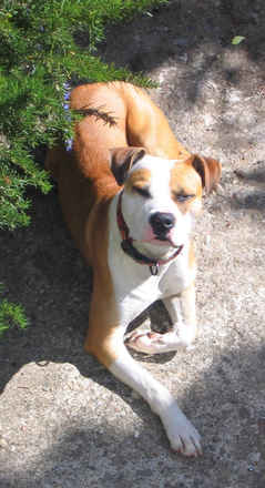 Buddy 2
