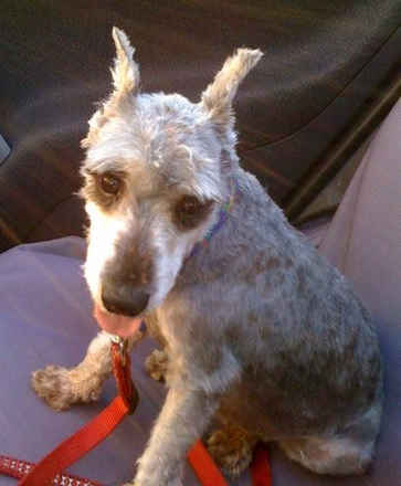 Bitsy