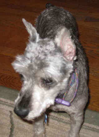 Bitsy