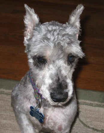 Bitsy