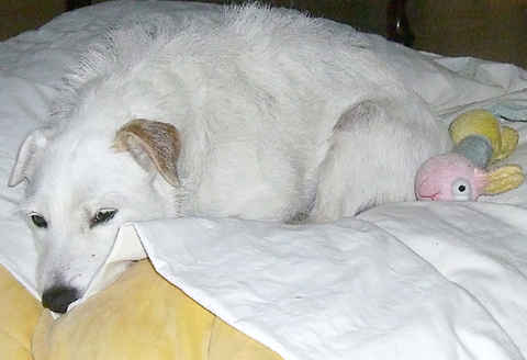 Snowball