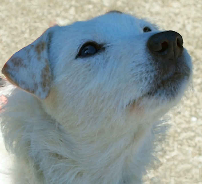 Snowball