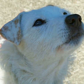 Snowball