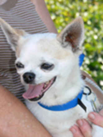 Pippin