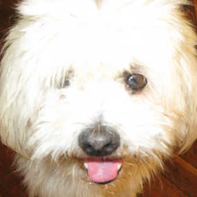 Remy