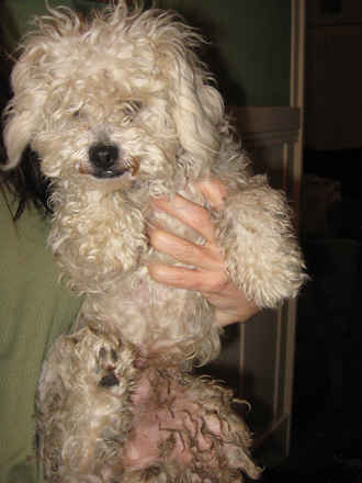 Sammy