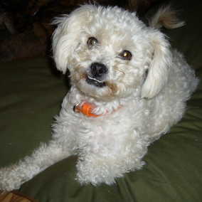 Sammy