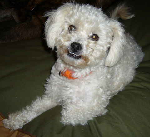 Sammy