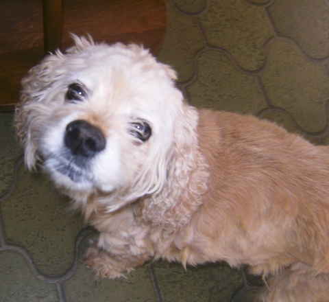 Bijou