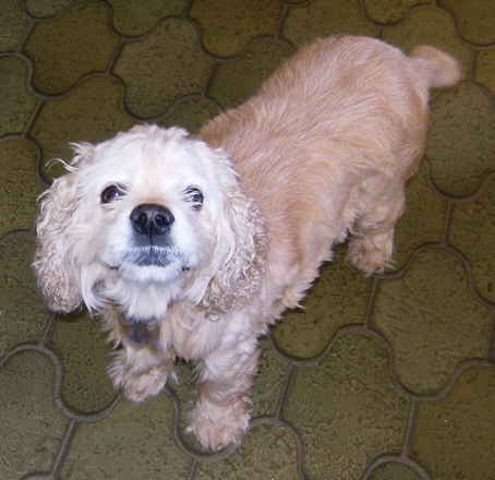 Bijou