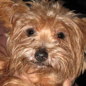 Edie
