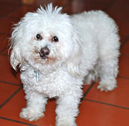 Taz 2