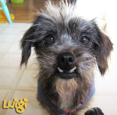 Luigi