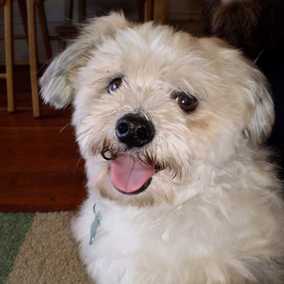 Winston