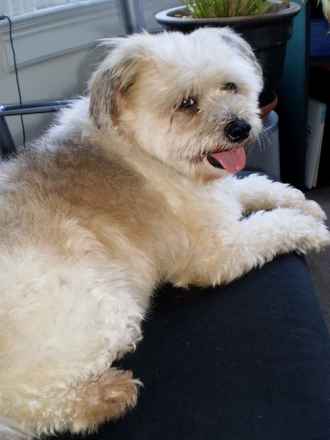 Winston