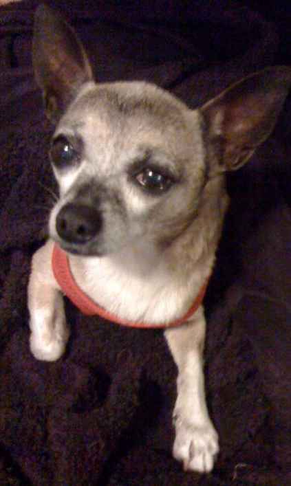 Kipper