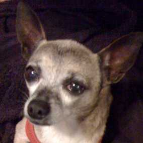 Kipper