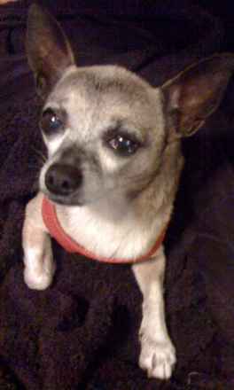 Kipper
