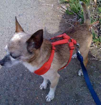 Kipper