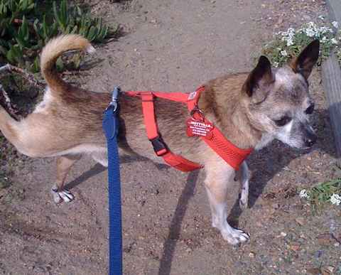 Kipper