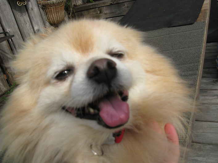 Ozzie