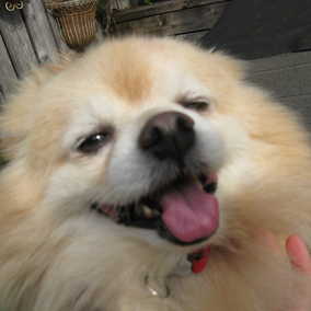 Ozzie