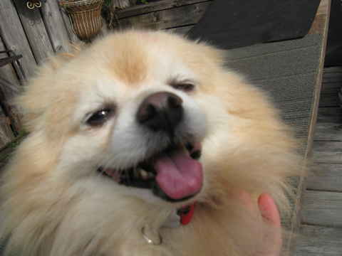 Ozzie