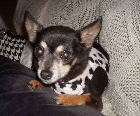 Jolie