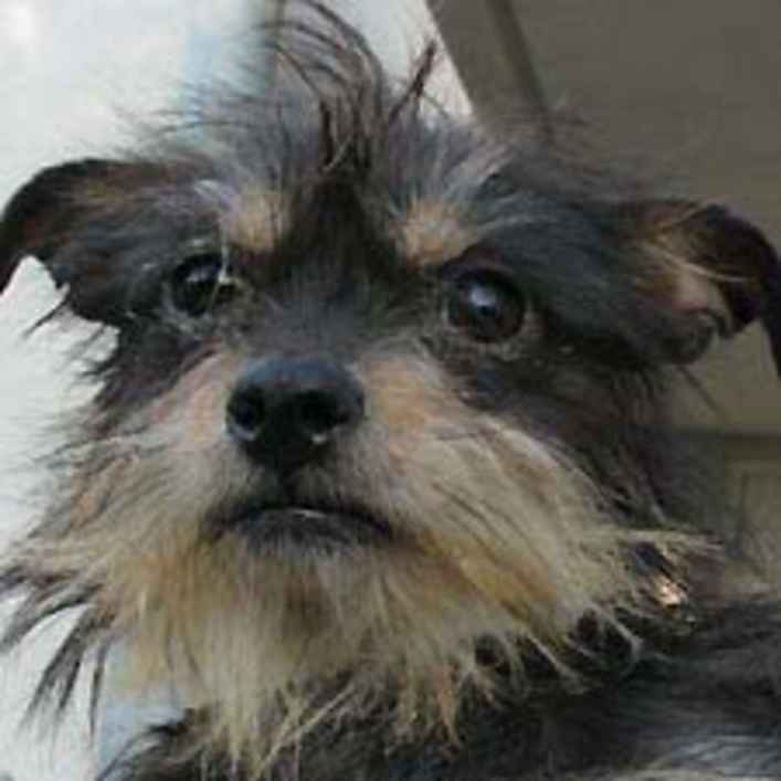 Chulita