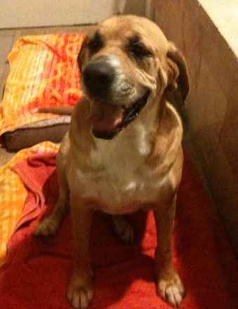 Bruno