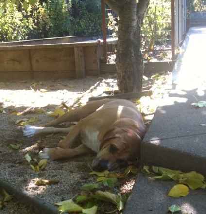 Bruno
