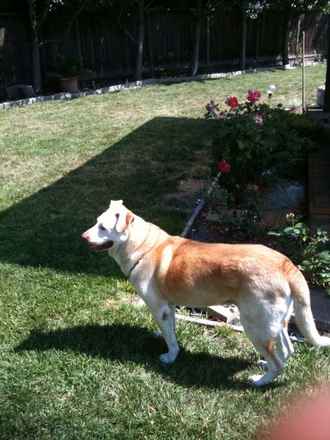 Jake 3