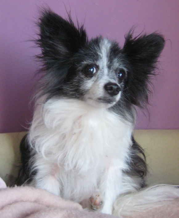 Fritz