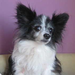 Fritz