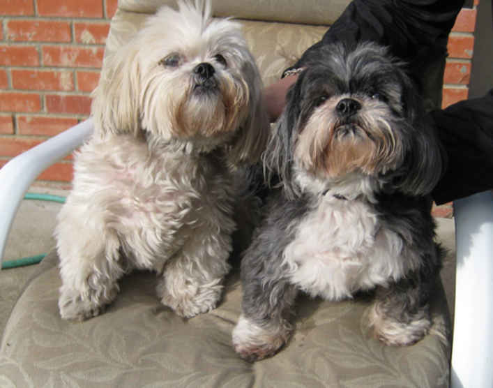 Bow Bow & Suzi