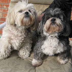 Bow Bow & Suzi