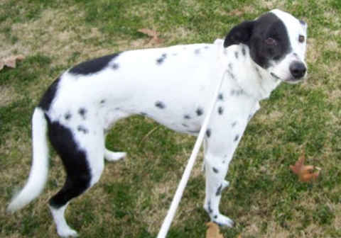 Daisy Mae