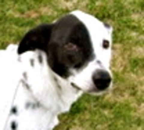 Daisy Mae