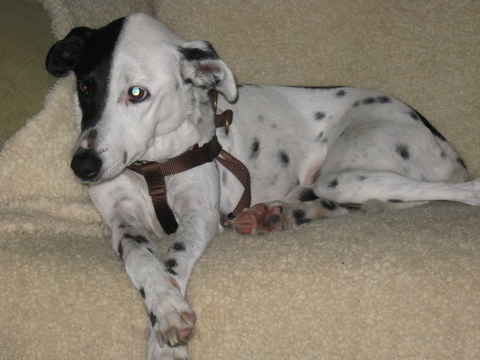 Daisy Mae