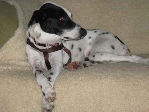 Daisy Mae