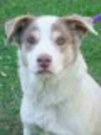 Merlin