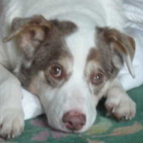 Merlin