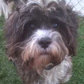Buster 2